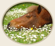 Aromatherapy Horse