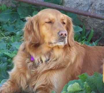 calamity jane