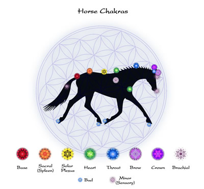 PERSONAL PONIES, LTD. (New Hampshire) | What are Chakras in Animals
